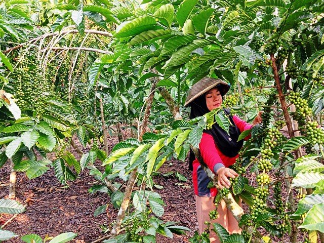 Petani Perempuan Bengkulu Membangun Kebun Kopi Tangguh Iklim