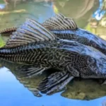 Melawan Hoaks: Pentingnya Edukasi Imunisasi untuk Masa Depan Anak Aceh