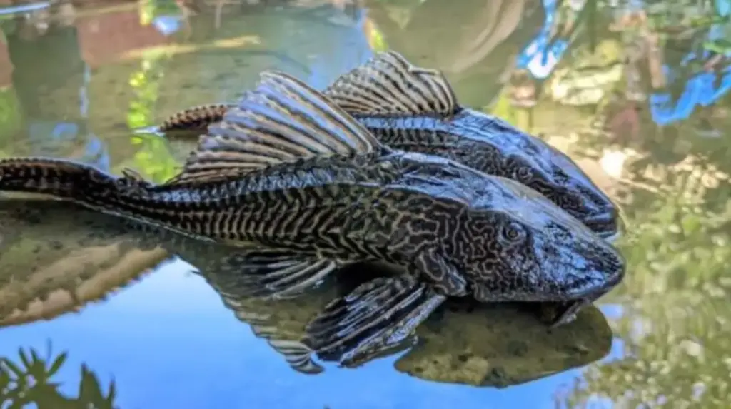 Mengapa Ikan Sapu-sapu Kini Jadi Masalah Besar di Perairan Kita?